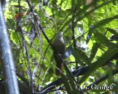 White-eyed Foliage-gleaner - ML201685251