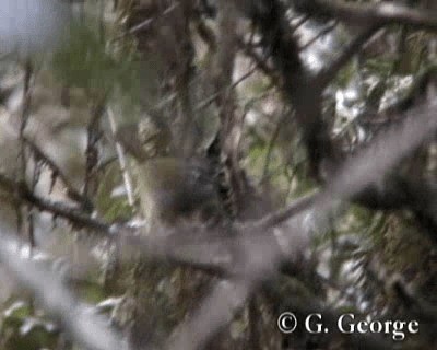 White-browed Warbler - ML201685261