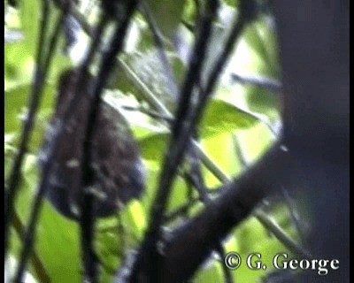 Bicolored Antpitta - ML201685271