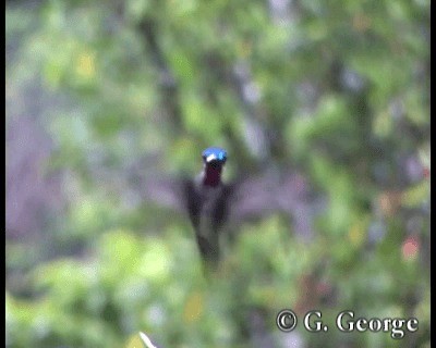 Long-billed Starthroat - ML201685281