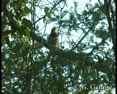 Two-banded Puffbird - ML201685291