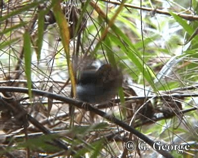 White-bibbed Antbird - ML201685301