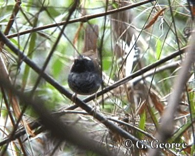 White-bibbed Antbird - ML201685311