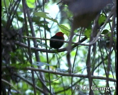 Crimson-hooded Manakin - ML201685321