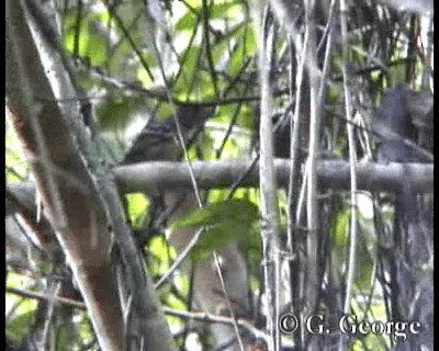 Sooretama Slaty-Antshrike - ML201685331