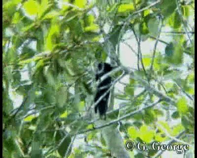 Cotinga porphyrion - ML201685341