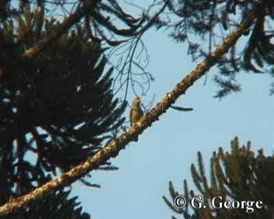 Vinaceous-breasted Amazon - ML201685351