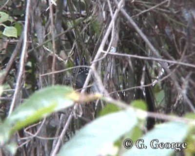 Scaled Antbird - ML201685361