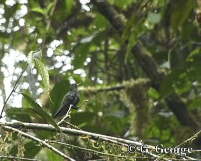Hoary Puffleg - ML201685371