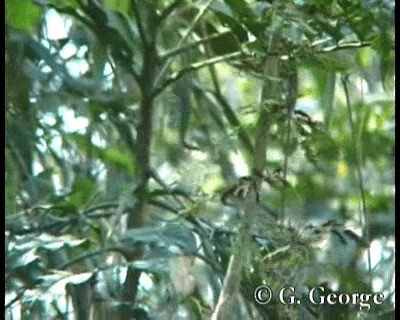 Grisin à ailes rousses - ML201685381