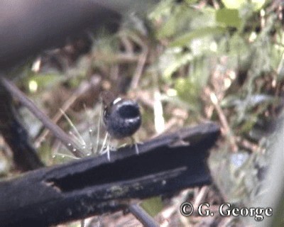 Squamate Antbird - ML201685391