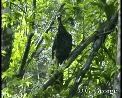 Band-tailed Guan - ML201685401