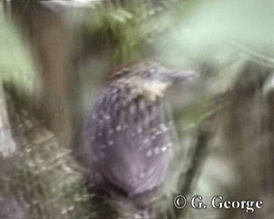 Rufous-crowned Antpitta - ML201685411