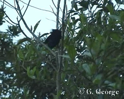 White-capped Tanager - ML201685421