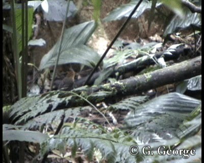 Scallop-breasted Antpitta - ML201685441