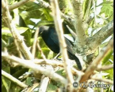 Carib Grackle - ML201685461