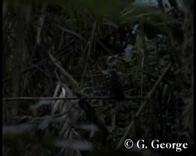 Rusty-breasted Wren-Babbler - ML201685471