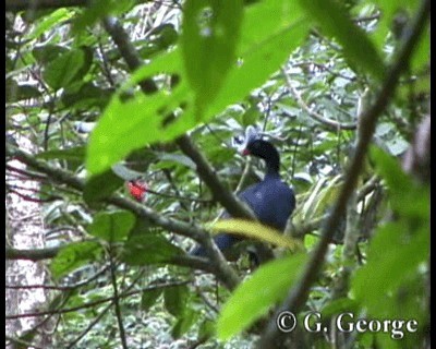 Helmeted Curassow - ML201685481