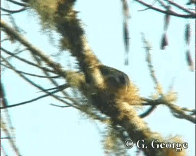 Swallow-tailed Cotinga (Swallow-tailed) - ML201685491