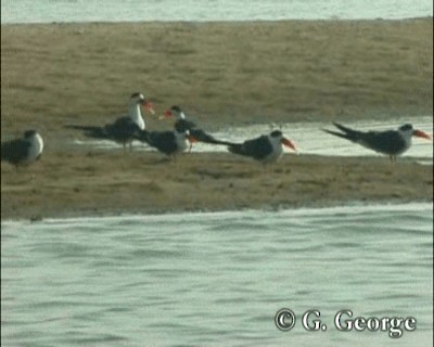 Indian Skimmer - ML201685511