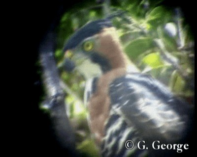 Ornate Hawk-Eagle - ML201685531