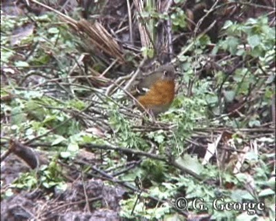 Orange Ground-Thrush - ML201685541
