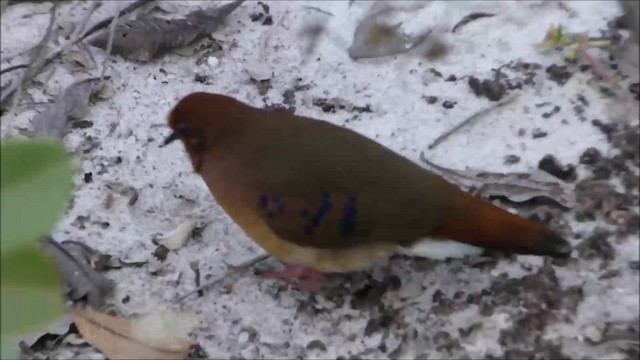 Blue-eyed Ground Dove - ML201685561