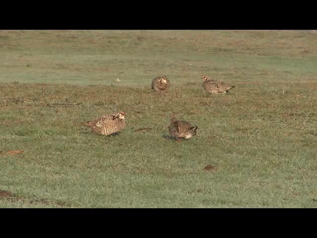 ソウゲンライチョウ（pinnatus） - ML201685581