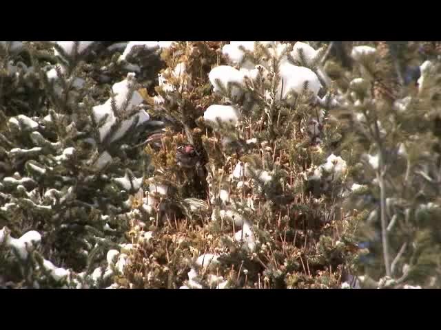 White-winged Crossbill (leucoptera) - ML201685601