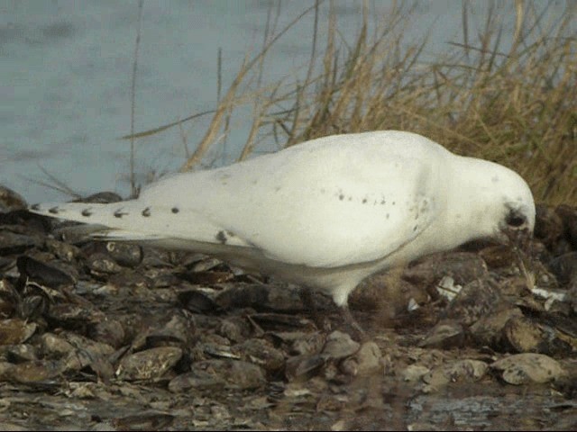 Mouette blanche - ML201685631