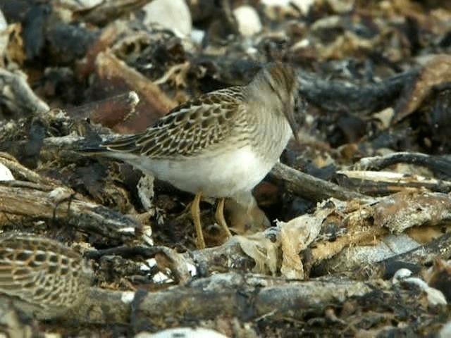 Graubrust-Strandläufer - ML201685661