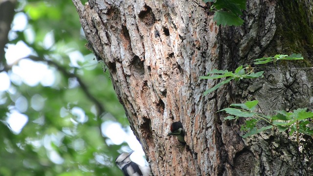 Great Spotted Woodpecker - ML201685671