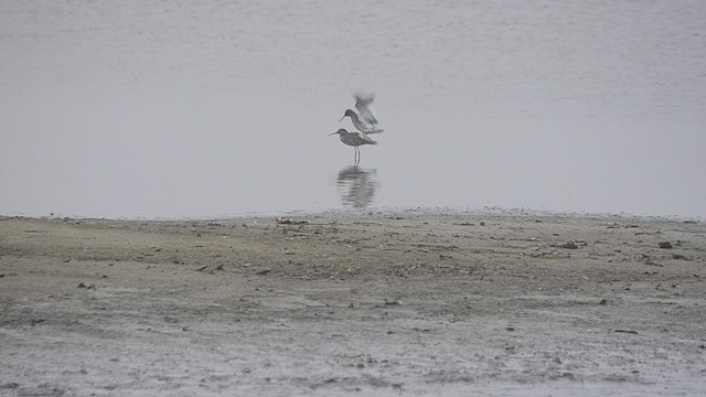 Common Redshank - ML201685681