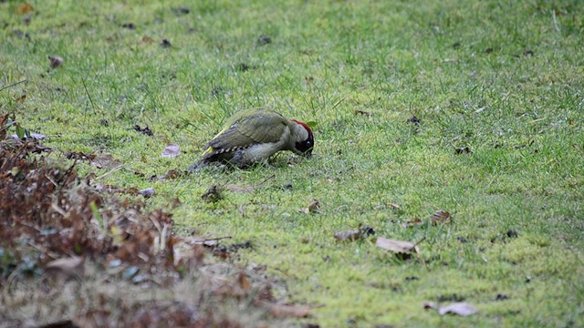 Eurasian Green Woodpecker - ML201685691