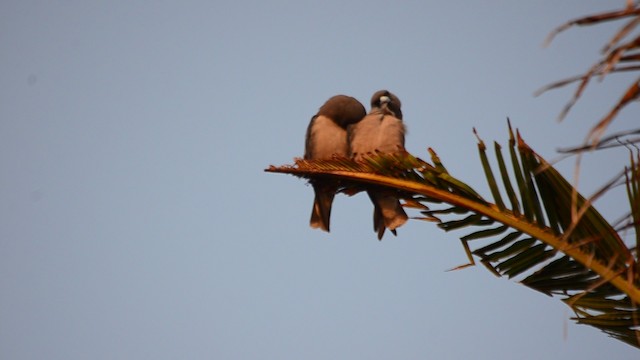 Ashy Woodswallow - ML201685701