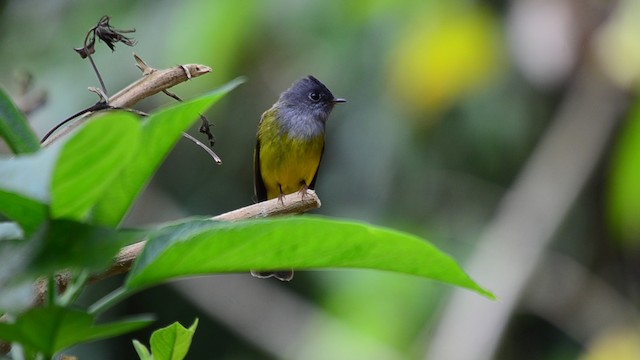 Gray-headed Canary-Flycatcher - ML201685711