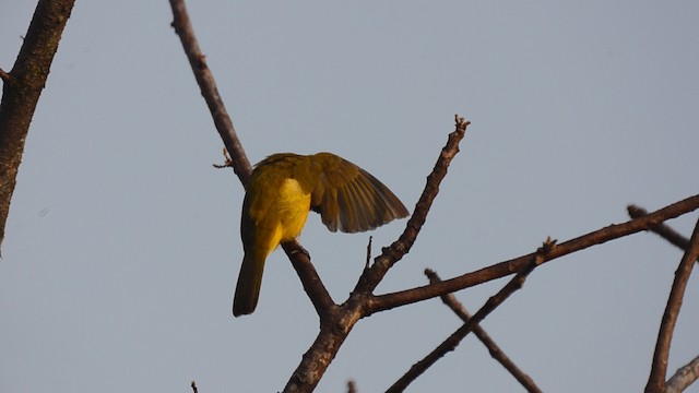 Bulbul Gorjinaranja - ML201685731