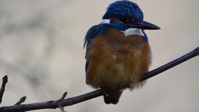 Common Kingfisher - ML201685771