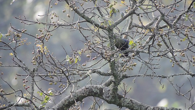 Black-billed Turaco - ML201685781