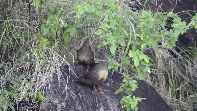 Gallinita Roquera (petrosus) - ML201685851