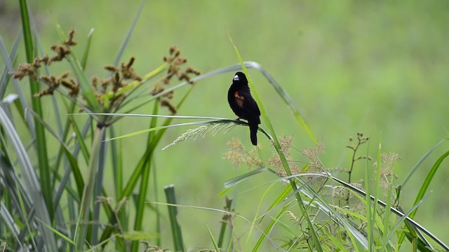 Marsh Widowbird - ML201685861