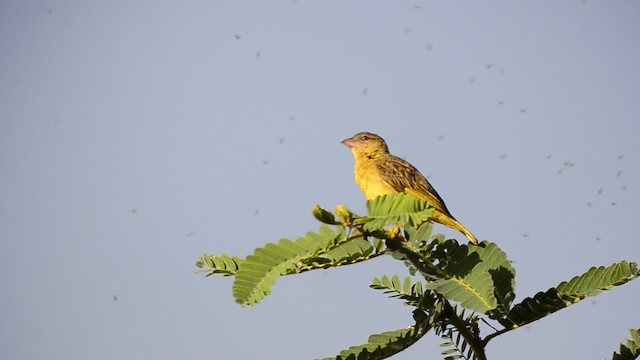 Tisserin à dos d'or - ML201685881