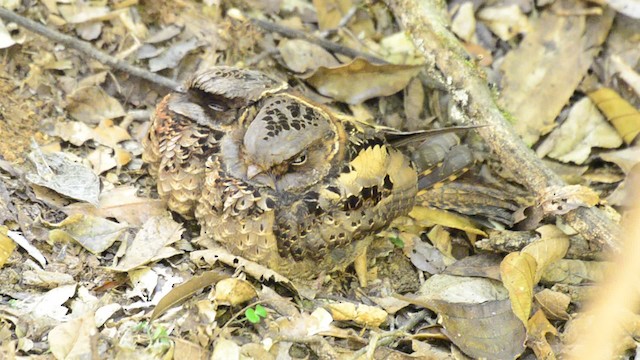 Collared Nightjar - ML201685901