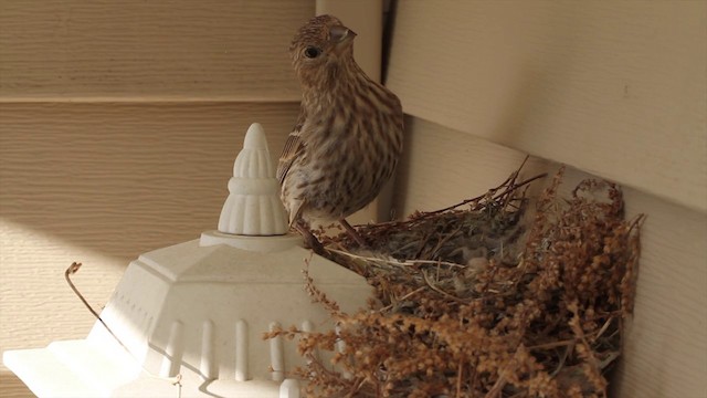 House Finch (Common) - ML201685921