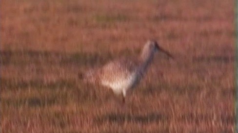 Slender-billed Curlew - ML201685961