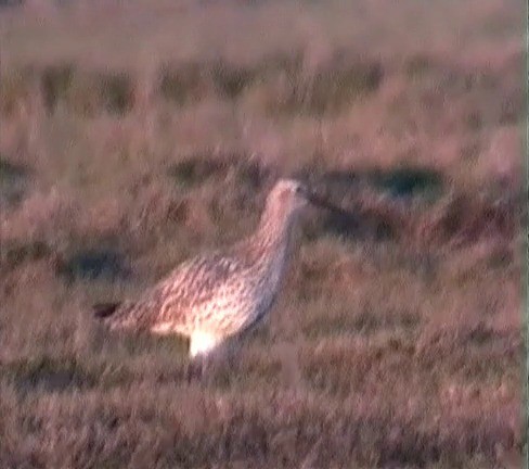 Slender-billed Curlew - ML201685991