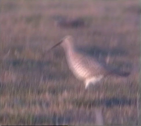 Slender-billed Curlew - ML201686001