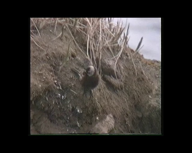 pěnkavice šedohlavá (ssp. umbrina) - ML201686011