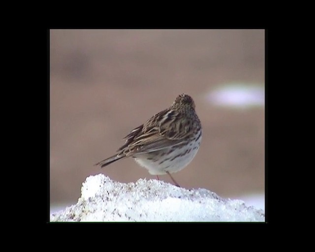 Savannah Sparrow (Savannah) - ML201686061