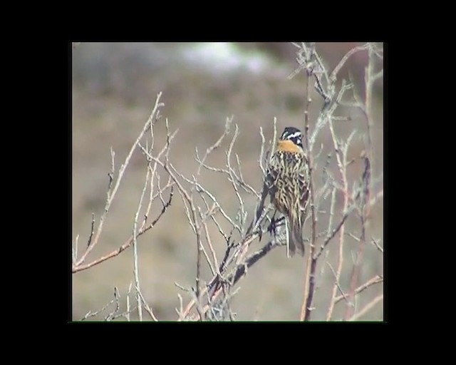 Smith's Longspur - ML201686081